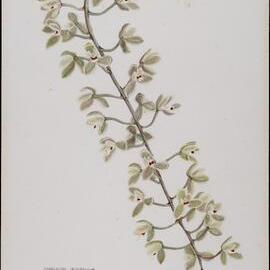 "Brown cymbidium" - Cymbidium iridifolium