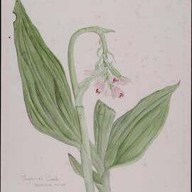 "Shepherds cloak" - Geodorum pictum