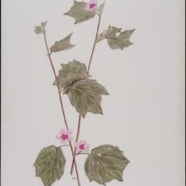 "Pink burr" - Urena lobata