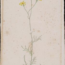 "Ragwort" - Senecio lantus
