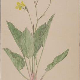 "Yellow marshflower" - Villarsia exaltata