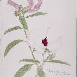 "Wild rosella" - Hibiscus radiatus