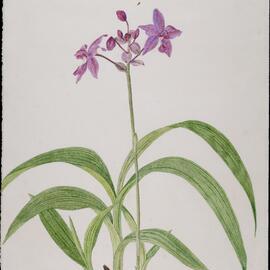 Purple orchids