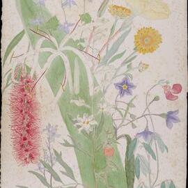 Includes "Beach spider lily" and "Red bottlebrush"