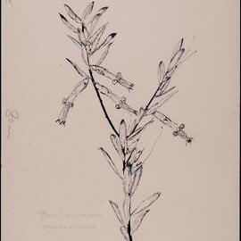 "Groom fire flowers" - Styphelia viridis