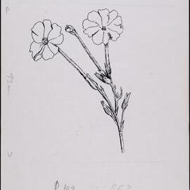 "Tabacco flower" - Nicotiana