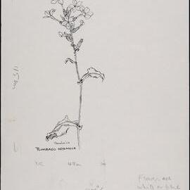 "Ceylon leadwort" - Plumbago zeylanica
