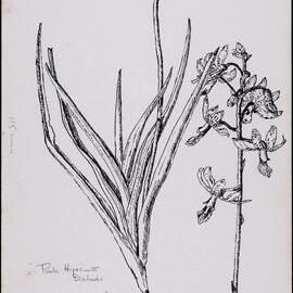 "Leafy hyacinth-orchid" - Dipodium ensifolium