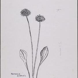 "Blue pincushion flower" - Brunonia australis