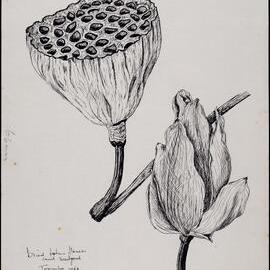 "Dried lotus flower and seedpods" - Nelumbo nucifera