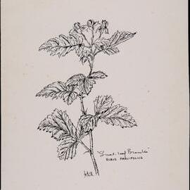 "Native raspberry" - Rubus parvifolius