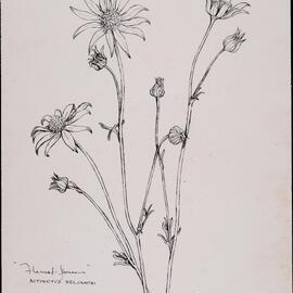 "Flannel flower" - Actinotus heliantai