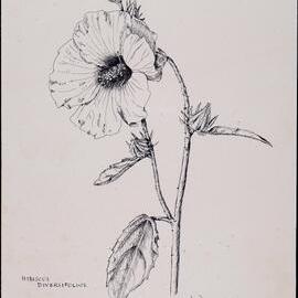 "The swamp hibiscus" - Hibiscus diversifolius