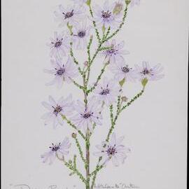 "Much-branched daisy bush" - Olearia ramosissima