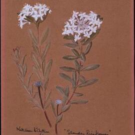 "Slender Riceflowers" Pimelea linifolia