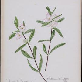 "Dwarf boronia" - Boronia polygalifolia