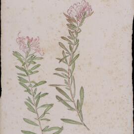 "Pink Grevillea" - Grevillea leiophylla