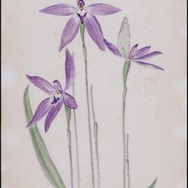 "Wax-lip orchid" - Glossodia major