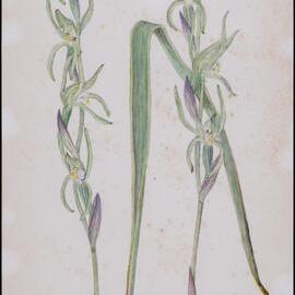 "Brown beaks" - Lyperanthus suaveolens