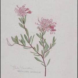 "Pink Grevillea" - Grevillea leiophylla
