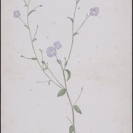 Evolvulus alsinoides