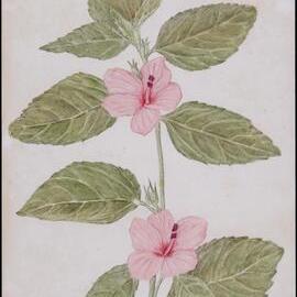"Pink burr" - Urena lobata