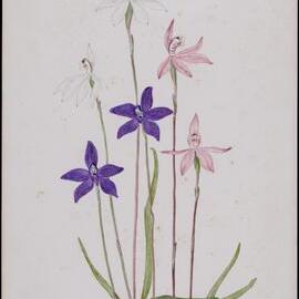 "Waxlips" - Glossodia minor and Winter Caladenia alea and "Pinkies" - Caladenia carnea
