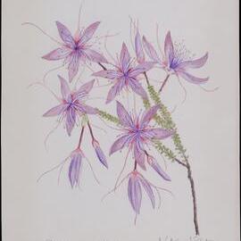 "Pink fringe myrtle" - Calytrix longiflora