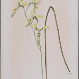 "Double tails" - Diurus alba