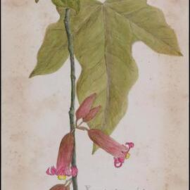Brachychiton bidwillii