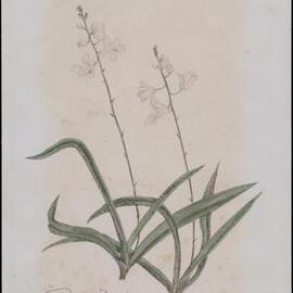 "Fairy bells" - Sarcochilus ceciliae