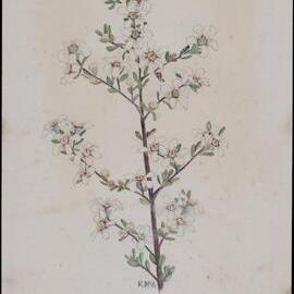 "Tea tree" - Leptospermum polygalifolium