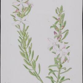 "Queensland waxflowers" - Eriostemon queenslandicus