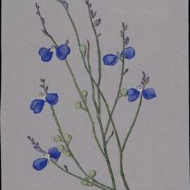 "Leafless milkwort" - Comesperma sphaerocarpum