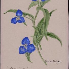 "Wandering jew" - Commelina cyanea