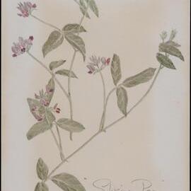 "Glycine pea" - Glycine tabacina