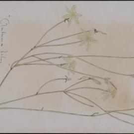 "Yellow rush lily" - Tricoryne elatior