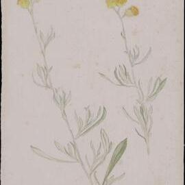 "Yellow buttons" - Helichrysum apiculatum