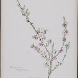 "Health murtle" - Baeckea densifolia