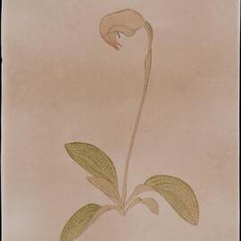 "Nodding greenhood" - Pterostylis nutans