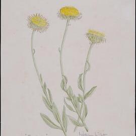 "Buttons" - Podolepis acuminata