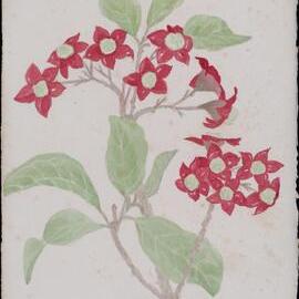 "Downy chance" - Clerodendrum tomentosum