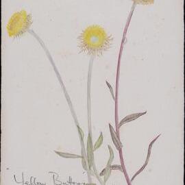 "Yellow buttons" - Helichrysum apiculatum