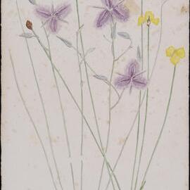 "Yelloweye and Fringe-lily" - Xyris pauciflora and Thysanotus tuberosus