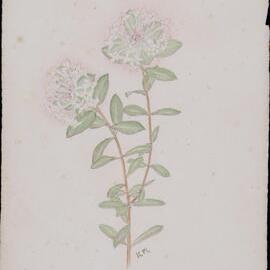 "Pimelea" - Pimelea