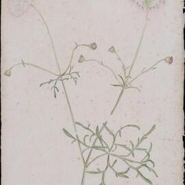 "A native parsnip" or "Wild carrot" - Trachymene incisa