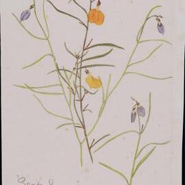 "Spade flowers" - Hybanthus stellarioides
