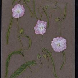 "Slender bindweed" - Polymeria calycina