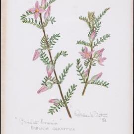 "Boronia Granitica" 