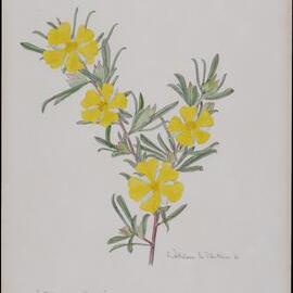 "Buttercup Bush" - Hibbertia Linearis